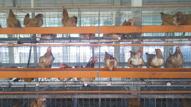 2年で廃鶏される採卵用のニワトリ。有効活用する方法は